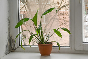 Single green plant in pot near fogged window with condensation and traces of moisture on frame. Damp glass surface and spathiphyllum leaves, humidity and home air imbalance. mold windows in apartment