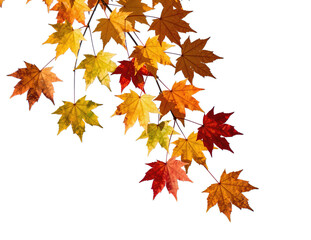 Vibrant Autumn Maple Leaves with Rich Colors