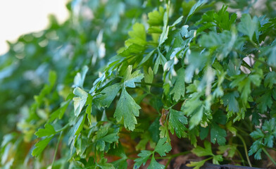 Obraz premium Fresh parsley growing in a pot on a balcony garden, symbolizing urban gardening and healthy cooking. Homegrown vegetables in the city.
