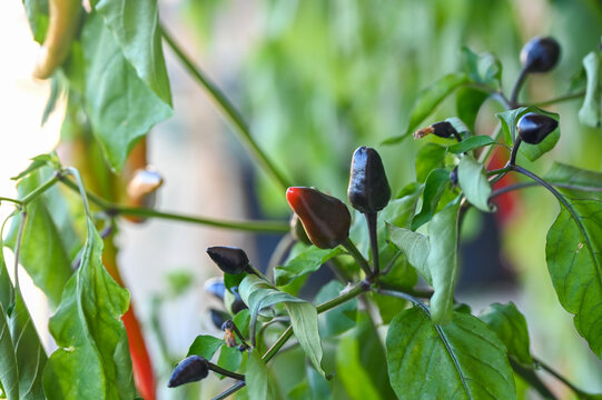 Small hot chili peppers in a pot. Urban gardening and home cultivation of aromatic vegetables.