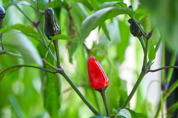 Small hot chili peppers in a pot. Urban gardening and home cultivation of aromatic vegetables.
