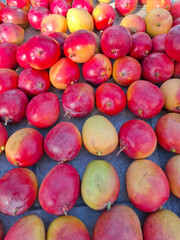 Ripe mangoes displayed at a farmers' market in Spain during sunny afternoon