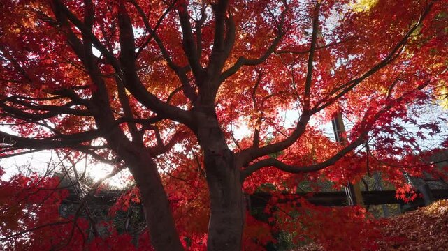 Vibrant Deep Red Japanese Maple Leaf in Autumn Sun
