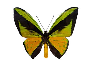Goliath birdwing butterfly, Ornithoptera goliath, displays striking yellow and green wings. This species, native to tropical rainforests, showcases natural beauty and unique patterns.