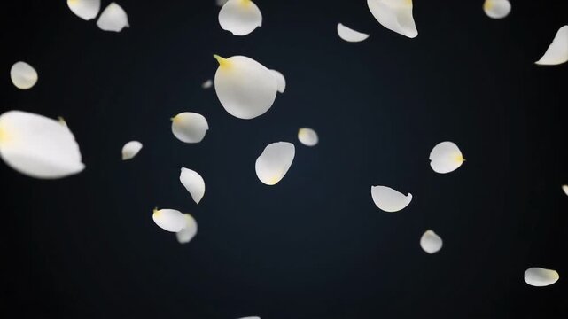 White flower petals gently falling and scattering against a dark, elegant background.
