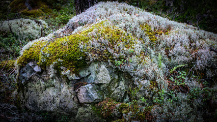 A close-up of a moss-covered stone wall in a forest