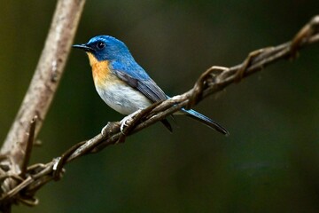 Indochinese Blue Flycatcher