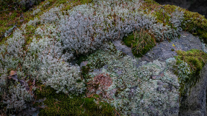 A close-up of a moss-covered stone wall in a forest
