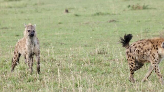 Spotted hyenas scent marking with visible pseudo penis in Masai Mara grasslands