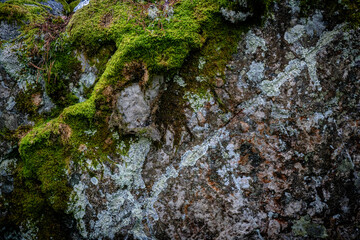 A close-up of a moss-covered stone wall in a forest