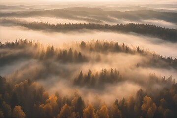 Fototapeta premium Misty forest sunrise aerial — golden rim light nature landscape 