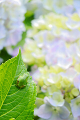 アジサイとカエル