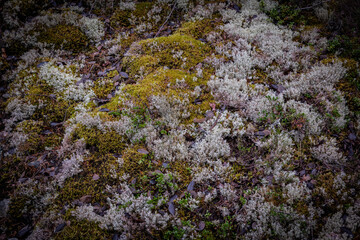 A close-up of a moss-covered stone wall in a forest