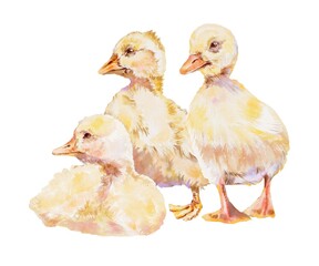 Cute yellow ducklings hand painted in watercolor on a white background. Perfect for nursery decor childrens books farm themes spring designs and adorable animal illustrations