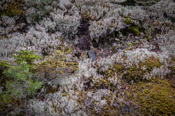 A close-up of a moss-covered stone wall in a forest