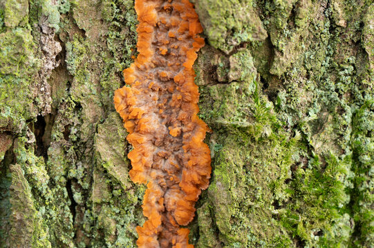 orange tree bark fungi close up