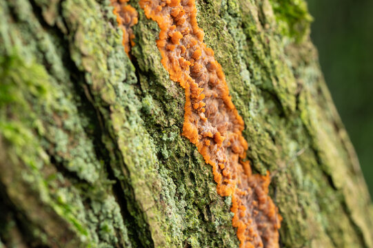 orange tree bark fungi close up