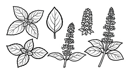 Various basil leaves and blooming flowers in outline style, aromatic herb set for cooking and garden