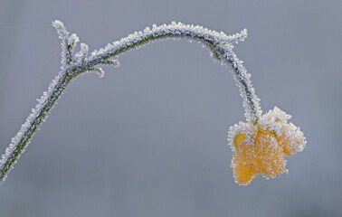 October morning frost ice crystals on plants