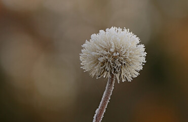 October morning frost ice crystals on plants