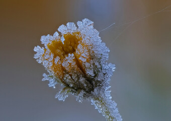 October morning frost ice crystals on plants
