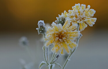 October morning frost ice crystals on plants