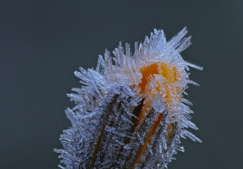 October morning frost ice crystals on plants