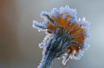 October morning frost ice crystals on plants