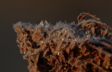 October morning frost ice crystals on plants