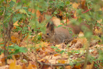 A fluffy red squirrel sits among autumn leaves, creating a perfect natural portrait