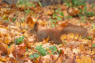 A fluffy red squirrel sits among autumn leaves, creating a perfect natural portrait
