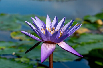 Macro shot of a bee approaching a purple water lily
