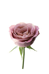 close up of purple rose isolated on a white background