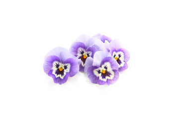 blue color pansy flowers on a white background