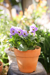 blue color pansy flowers blooming in a garden