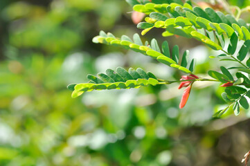 Tamarindus indica L, Indian date or Tamarind or FABACEAE or Tamarind tree and Tamarind leaf