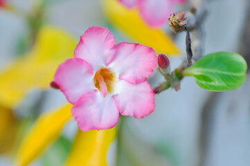 Adenium obesum , Desert rose or Mock Azalea or bignonia or Impala lily or APOCYNACEAE or pink Adenium