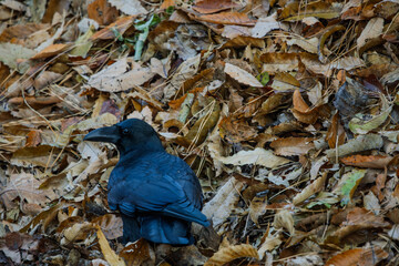 Naklejka premium 까마귀 