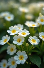 Closeup of delicate white flowers with yellow centers. Small green buds and leaves surround blooming plants. Natural garden scene in daylight. White petals unfold gently.