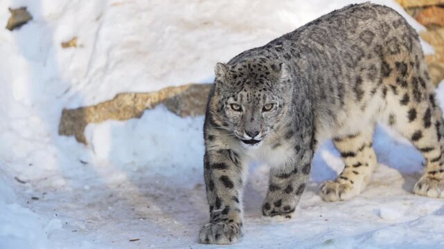 Majestic snow leopard sits on snowy ground licking muzzle before releasing powerful yawn. Scene feels wild cold and beautifully expressive