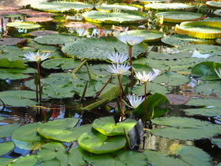 WATER PLANTS POND LEAVES TROPICAL © LookLook