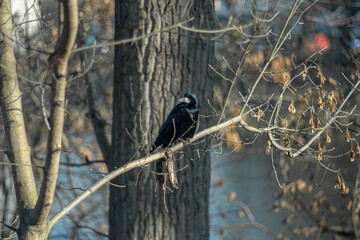 Late autumn with dry leaves and a crow on a tree against the background of a river.