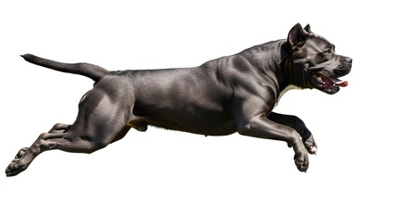Running Cane Corso dog powerful Italian mastiff breed in motion isolated on white background