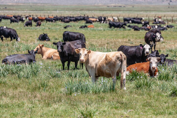 cows grazing at the meadow