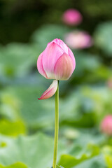 Pink lotus bud standing tall against a soft green bokeh background