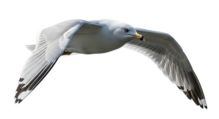 Ring-billed gull in flight wings spread isolated on white background wildlife photography