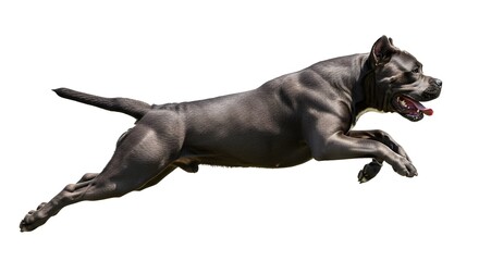 Running blue pitbull dog powerful muscular build isolated on white background