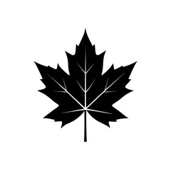 Black maple leaf silhouette icon on a white background for design.
