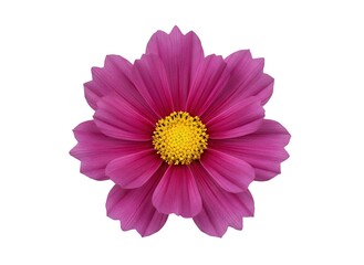 Obraz premium Radiant Purple Cosmos Flower with Vibrant Yellow Center on White.