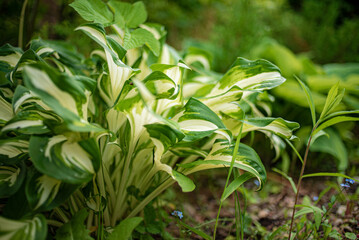 Obraz premium Lush hosta plants showcase their vibrant leaves in a peaceful garden, basking in warm sunlight